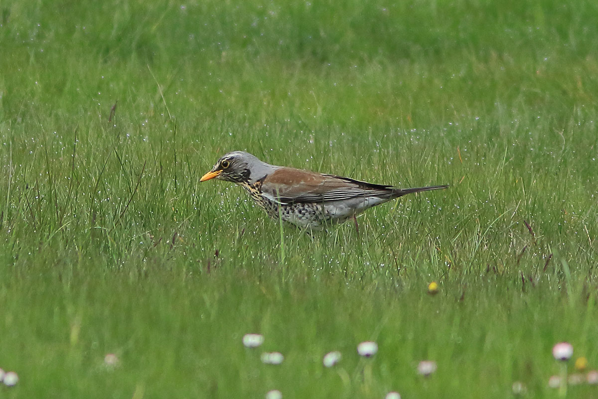 Björktrast, Turdus pilaris